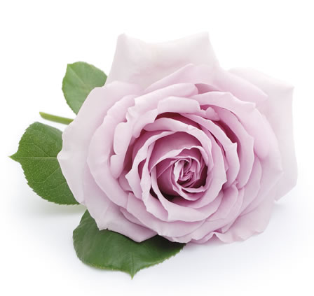 Eine Rose für Deine liebe Mama, aus Kleinzell! Romana